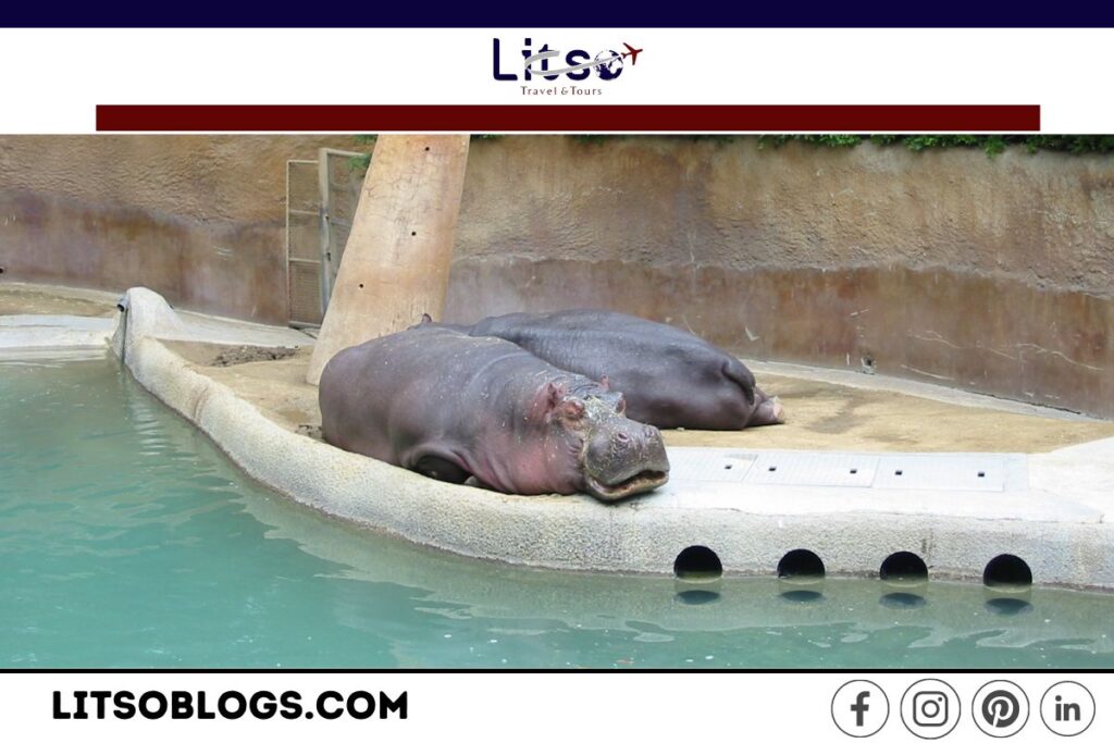 hippopotamus-los-angeles-zoo